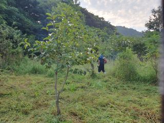 김영진님의 감 · 영농일지 작성글 사진