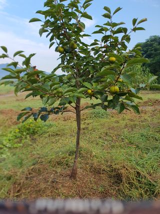 김영진님의 감 · 영농일지 작성글 사진