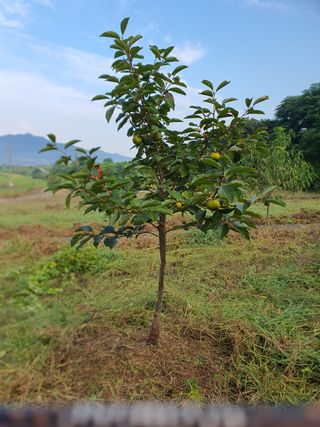 김영진님의 감 · 영농일지 작성글 사진