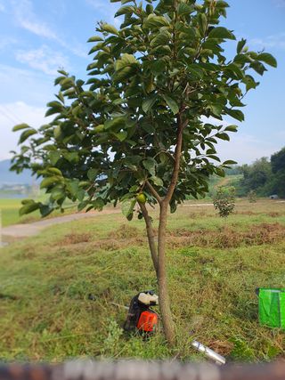 김영진님의 감 · 영농일지 작성글 사진