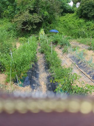 김영진님의 감 · 영농일지 작성글 사진