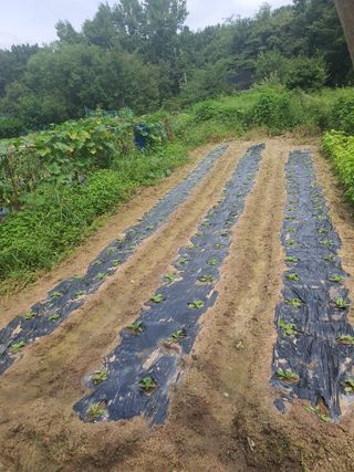 홍동민님의 9월 내 작물 자랑하기 · 참여글 작성글 사진