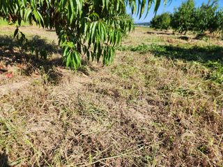 박병한님의 복숭아 · 영농일지 작성글 사진