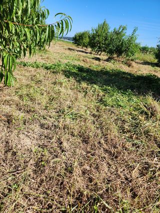 박병한님의 복숭아 · 영농일지 작성글 사진