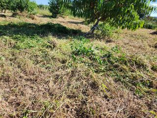 박병한님의 복숭아 · 영농일지 작성글 사진