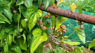 Fly up님의 기타작물 · 자유게시판 작성글 사진