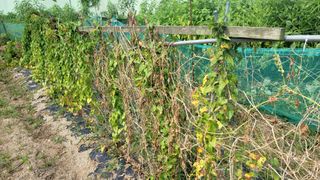 Fly up님의 기타작물 · 자유게시판 작성글 사진