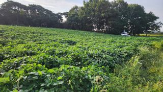 정종필님의 콩 · 자유게시판 작성글 사진