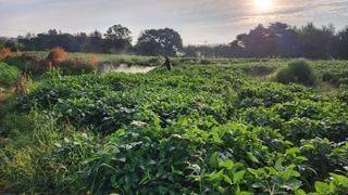 정종필님의 콩 · 자유게시판 작성글 사진