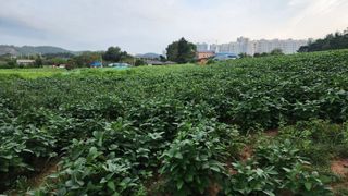 정종필님의 콩 · 자유게시판 작성글 사진