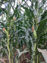 팜모닝 9월 내 작물 자랑하기·참여글 게시글 이미지