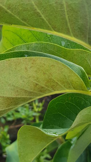 나보고싶거든님의 기타작물 · 병해충상담 작성글 사진