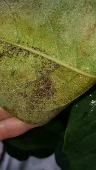 나보고싶거든님의 기타작물 · 병해충상담 작성글 사진