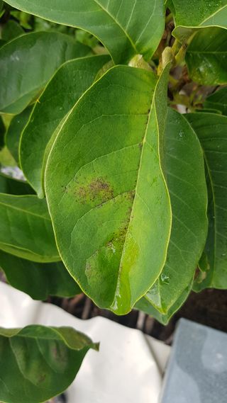 나보고싶거든님의 기타작물 · 병해충상담 작성글 사진