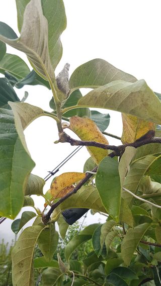 나보고싶거든님의 기타작물 · 병해충상담 작성글 사진