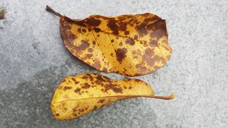 나보고싶거든님의 기타작물 · 병해충상담 작성글 사진