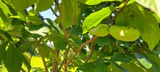 백동감님의 9월 내 작물 자랑하기 · 참여글 작성글 사진