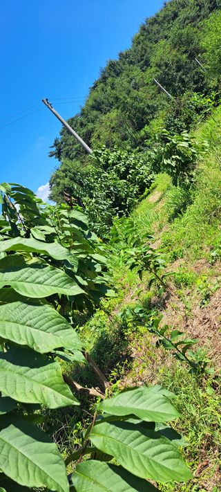 백동감님의 9월 내 작물 자랑하기 · 참여글 작성글 사진