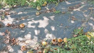 조봉진님의 감 · 자유게시판 작성글 사진