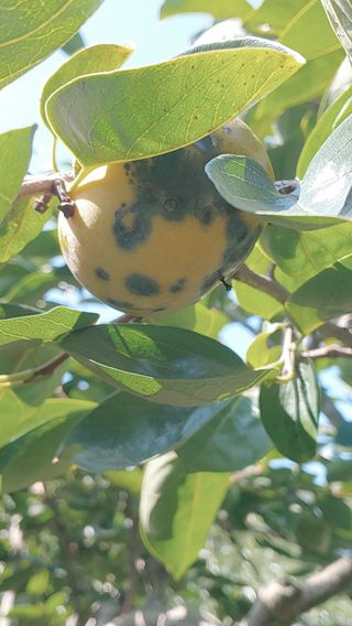 조봉진님의 감 · 자유게시판 작성글 사진