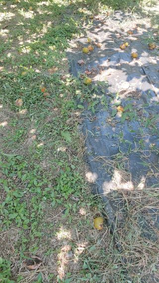 조봉진님의 감 · 자유게시판 작성글 사진