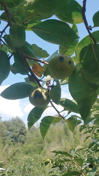 조봉진님의 감 · 자유게시판 작성글 사진