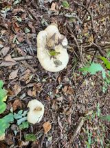 팜모닝 버섯·일상 게시글 이미지