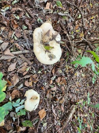 귀요미맘님의 버섯 · 일상 작성글 사진