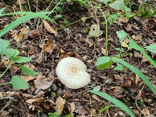 귀요미맘님의 버섯 · 일상 작성글 사진