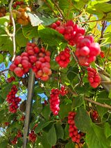 팜모닝 기타작물·자유게시판 게시글 이미지