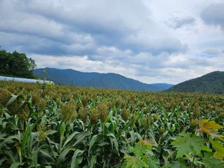 김시헌 님의 기타작물 · 자유게시판 작성글 사진
