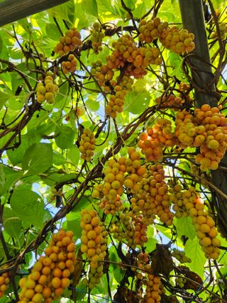 김시헌 님의 기타작물 · 자유게시판 작성글 사진