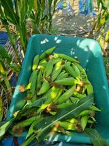 팜모닝 옥수수·자유게시판 게시글 이미지