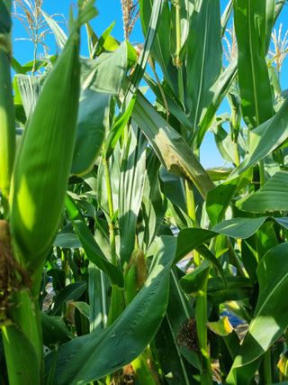 그린1505님의 옥수수 · 자유게시판 작성글 사진