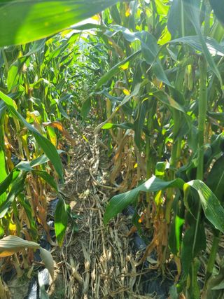 그린1505님의 옥수수 · 자유게시판 작성글 사진