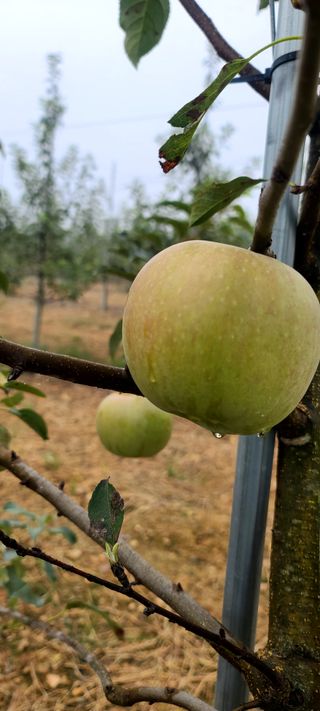 염인수님의 9월 내 작물 자랑하기 · 참여글 작성글 사진