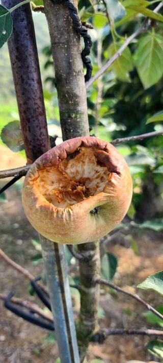 염인수님의 9월 내 작물 자랑하기 · 참여글 작성글 사진