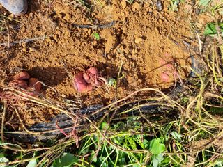 마늘6843님의 고구마 · 자유게시판 작성글 사진