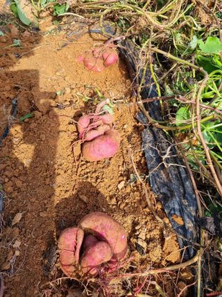 마늘6843님의 고구마 · 자유게시판 작성글 사진