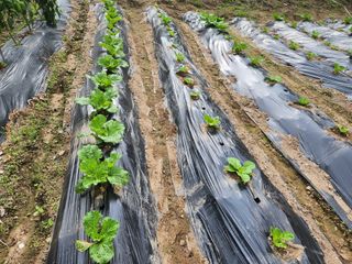 문정주님의 배추 · 영농일지 작성글 사진