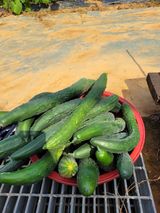 팜모닝 9월 내 작물 자랑하기·참여글 게시글 이미지