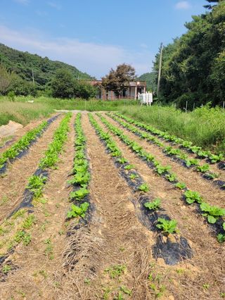 서산태안 초농문혜경님의 9월 내 작물 자랑하기 · 참여글 작성글 사진