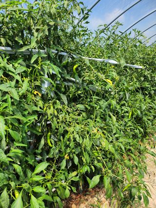 윤정숙님의 고추 · 영농일지 작성글 사진