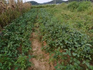 한재승님의 콩 · 영농일지 작성글 사진