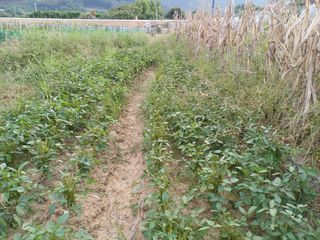 한재승님의 콩 · 영농일지 작성글 사진