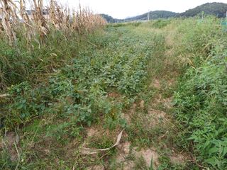 한재승님의 콩 · 영농일지 작성글 사진