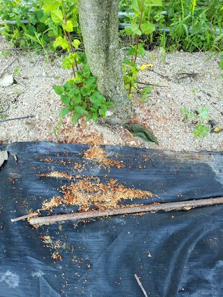 박상근님의 사과 · 병해충상담 작성글 사진