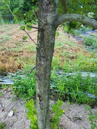 박상근님의 사과 · 병해충상담 작성글 사진