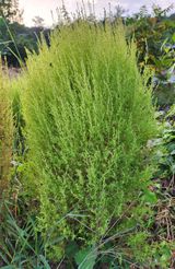 팜모닝 자유주제·자유게시판 게시글 이미지