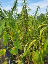 팜모닝 9월 내 작물 자랑하기·참여글 게시글 이미지